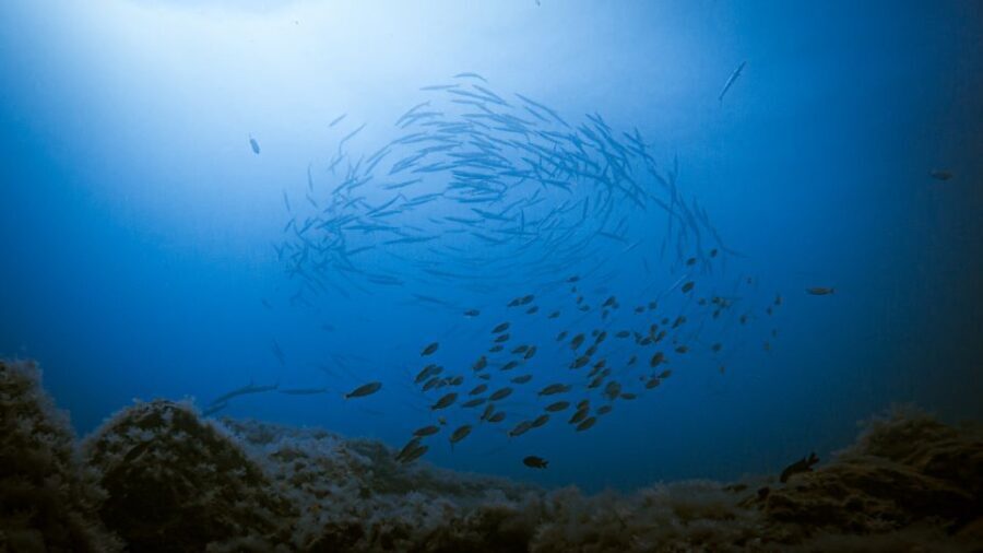 Fuerteventura: Introductory Dive in La Lajita with Pickup - A Closer Look at the Experience