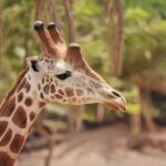Fuerteventura: Oasis Wildlife Entry Ticket - The Animal Enclosures and Exhibits