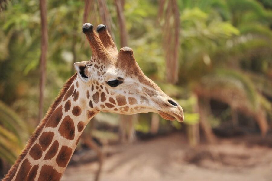 Fuerteventura: Oasis Wildlife Entry Ticket - The Animal Enclosures and Exhibits