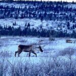 Full Alaskan Experience - Who Should Consider This Tour?