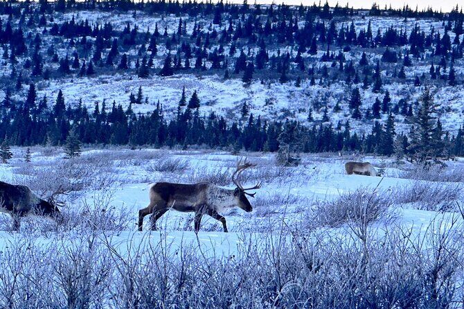 Full Alaskan Experience - Who Should Consider This Tour?