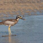 Full Day Birdlife Tour in Bribie Island - Tour Itinerary Breakdown