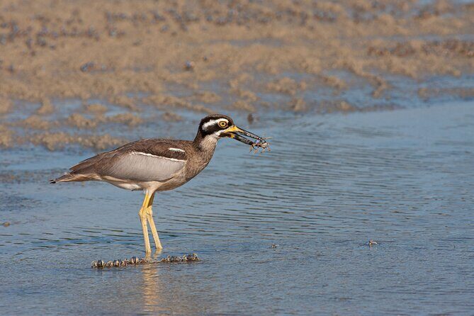 Full Day Birdlife Tour in Bribie Island - Tour Itinerary Breakdown