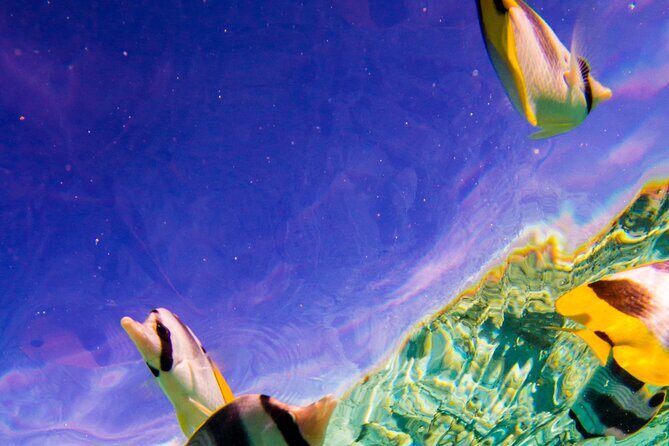 Full-Day Bora Bora Lagoon Cruise Including Snorkeling with Sharks and Stingrays - Final Thoughts: Is It Worth It?