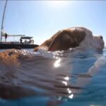 Full Day Cruise in Athenian Riviera - An In-Depth Look at the Full Day Cruise