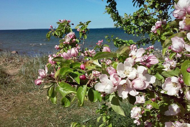 Full-Day customized Tour in Estonia. NB! Min 2 Persons - FAQ