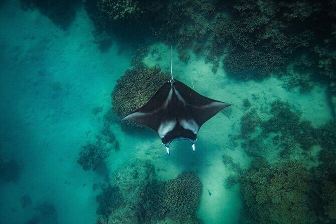 Full Day Eco Snorkeling & Traditional BBQ Lunch on a Motu - Why This Tour Works Well