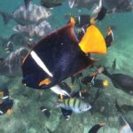 Full-Day Experience in Banderas Bay - A Deep Dive into the Banderas Bay Full-Day Tour