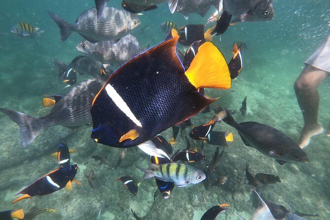 Full-Day Experience in Banderas Bay - A Deep Dive into the Banderas Bay Full-Day Tour