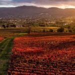 Full day experience | Umbria wine tasting and SPA relax - Who Is This Tour Best For?