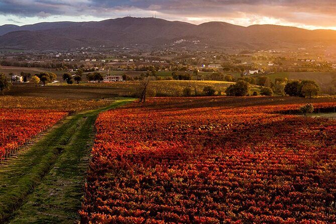 Full day experience | Umbria wine tasting and SPA relax - Who Is This Tour Best For?
