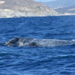 Full-Day Gray Whale Watching tour from Cabo to Mag Bay - FAQ