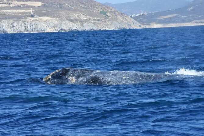 Full-Day Gray Whale Watching tour from Cabo to Mag Bay - FAQ