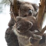 Full-Day Great Ocean Road and 12 Apostles Tour - Authentic Experiences and Tips