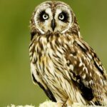 Full-Day Hakalau Forest Reserve Bird Watching Adventure - Frequently Asked Questions