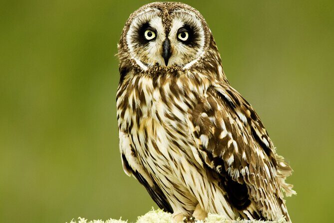 Full-Day Hakalau Forest Reserve Bird Watching Adventure - Frequently Asked Questions