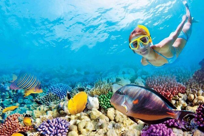 Full-Day Key West Tour and Coral Reef Snorkeling with Open Bar - What Sets This Tour Apart