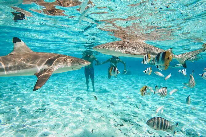 Full Day Lagoon Group Tour in Bora Bora with Lunch - Itinerary Breakdown