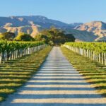 Full-Day Marlborough Wine Tour Including Wine Tasting - The Experience in Detail