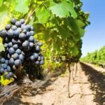 Full Day Martinborough Wine Tour - Final Thoughts: Is This Tour Right for You?