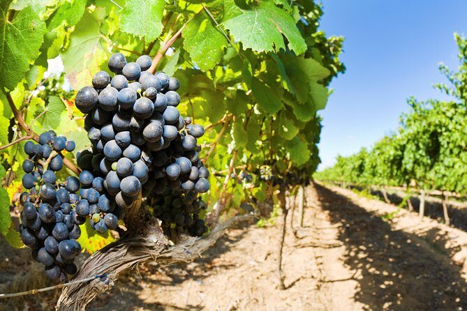Full Day Martinborough Wine Tour - Final Thoughts: Is This Tour Right for You?