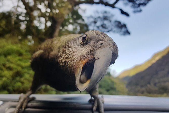 Full-Day Milford Sound Tour with Cruise and Walks from Te Anau - The Sum Up