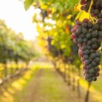 Full-Day omprehensive Tour of Rhodes including Wine Tasting - Practical Details and Tips for Your Tour