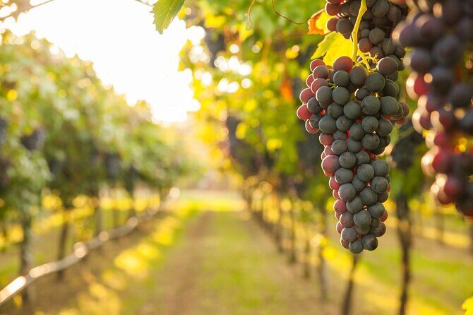 Full-Day omprehensive Tour of Rhodes including Wine Tasting - Practical Details and Tips for Your Tour