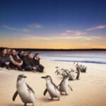Full-Day Private Australian Wildlife Tour of Phillip Island - A Closer Look at the Phillip Island Wildlife Adventure