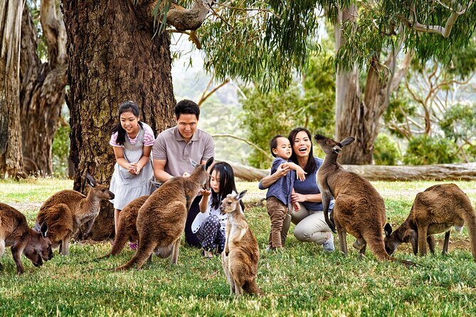Full-Day Private Australian Wildlife Tour of Phillip Island - What’s Included and What’s Not