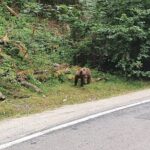 Full-Day Private Carpatian Garden with Dracula's Fortress - Wild Brown Bears - Practicalities, Costs, and What You Should Know