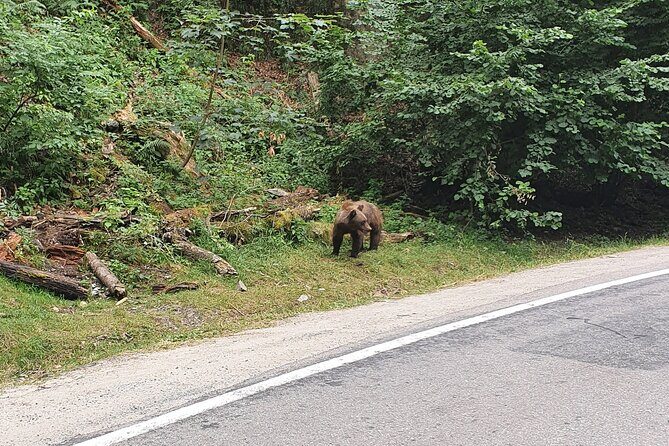 Full-Day Private Carpatian Garden with Dracula's Fortress - Wild Brown Bears - Practicalities, Costs, and What You Should Know
