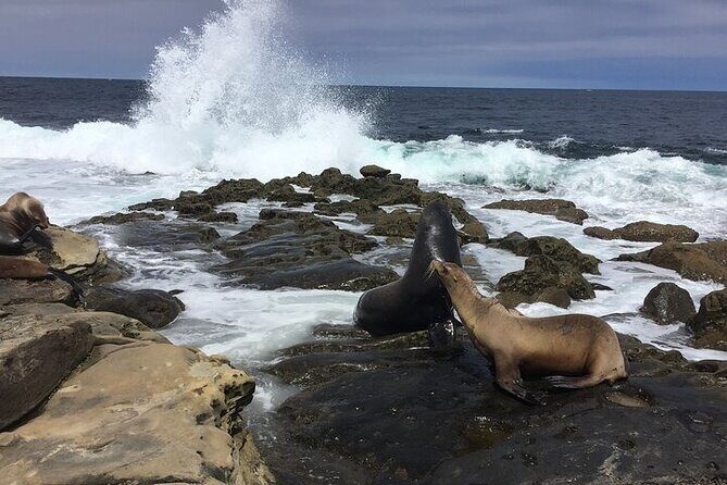 Full Day Private SD Tour from Encinitas - Who Should Consider This Tour?