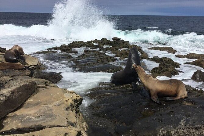 Full Day Private SD Tour from Oceanside - Practical Considerations and Value