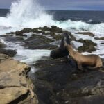 Full Day Private SD Tour from Solana Beach - Exploring the San Diego Highlights — What This Tour Offers