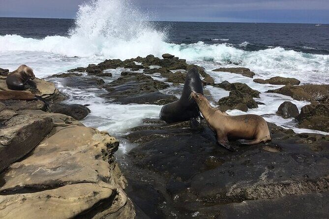 Full Day Private SD Tour from Solana Beach - Exploring the San Diego Highlights — What This Tour Offers