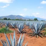 Full-Day Private Tour in Guadalajara - What’s Included and What’s Not