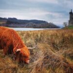 Full Day Private Tour in West Highlands, Oban and Glencoe - The Practicalities: What to Expect