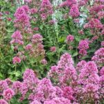 Full day private tour of the North Coast of Cornwall - Why This Tour Offers Great Value