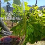 Full Day Private Tour or Guadalupe Valley Weekend - Summary: Why Choose This Tour?