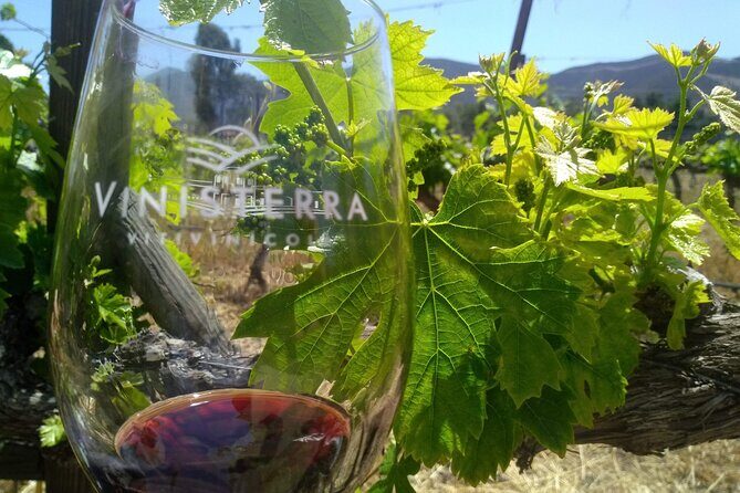 Full Day Private Tour or Guadalupe Valley Weekend - Summary: Why Choose This Tour?