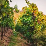 Full Day Private Tour to Kutná Hora with Wine Tasting - In-Depth Review of the Full Day Private Tour to Kutná Hora with Wine Tasting