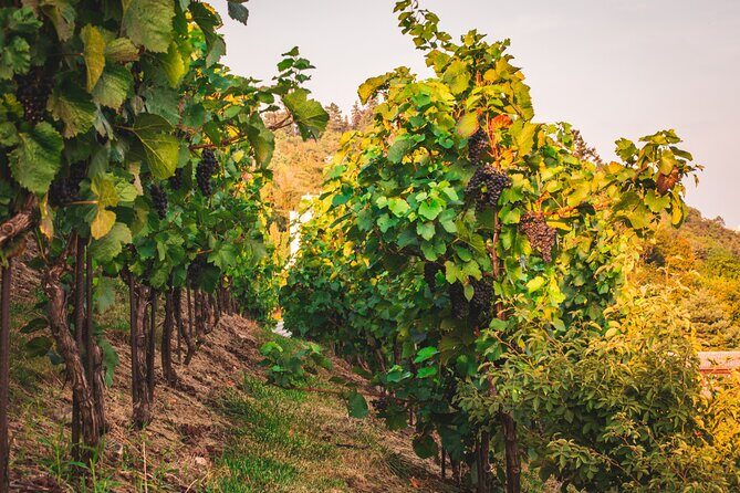 Full Day Private Tour to Kutná Hora with Wine Tasting - In-Depth Review of the Full Day Private Tour to Kutná Hora with Wine Tasting