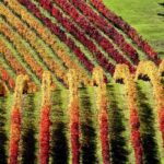 Full Day Private Waiheke Island Wine Tour Including Lunch - Practical Details and Considerations
