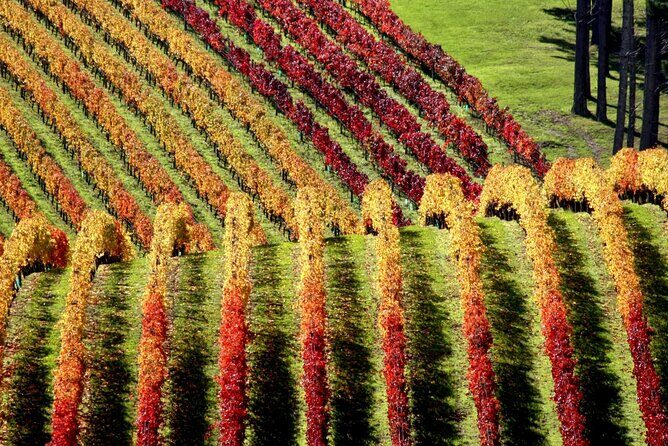 Full Day Private Waiheke Island Wine Tour Including Lunch - Practical Details and Considerations
