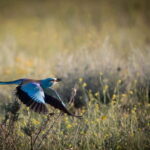 Full-day Private Wilderness tour in Vashlovani National Park - An In-Depth Look at the Vashlovani National Park Tour
