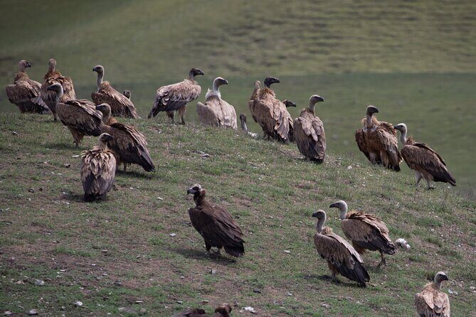 Full-Day Private Wilderness Tour in Vashlovani National Park