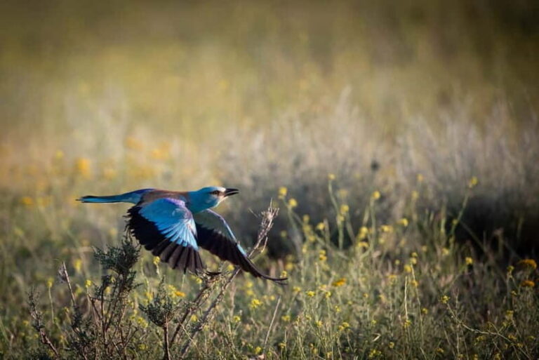Full-day Private Wilderness tour in Vashlovani National Park - An In-Depth Look at the Vashlovani National Park Tour