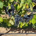 Full Day Private Wine Tour Exclusively Tailored To Suit You - Final Thoughts