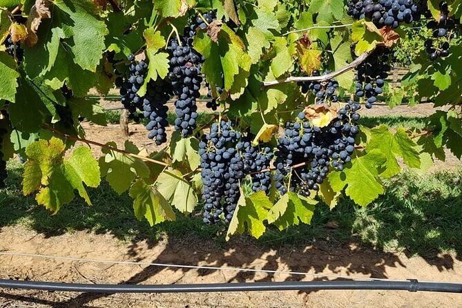 Full Day Private Wine Tour Exclusively Tailored To Suit You - Final Thoughts